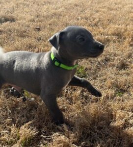 Rory, a blue Whippet puppy
