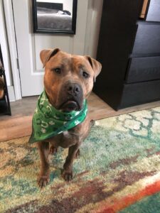 Sampson Wore His Bandanna for St Patrick's Day