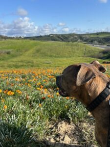 Sampson in a Field of Wild Flowers on Thursday Evening in Southern CA