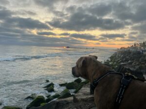 Sampson on a Hike at Sunset