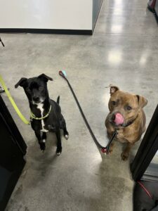 Bisket and Sampson Visiting Other Offices in the Building