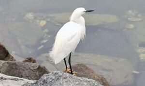Snowy Egret posed for a photo op