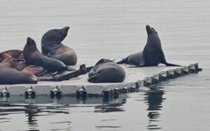 Seals on a dock in Oceanside CA Marina