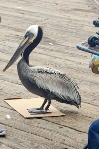 Pelican on the Oceanside CA Pier