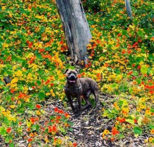 Sampson on a hike through California wildflowers