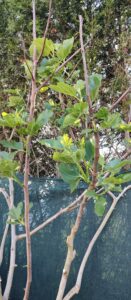 Fig Tree, pruned and already budding