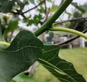 Fig tree fighting off bugs