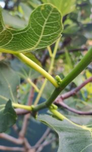 Fig buds forming