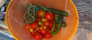 Tomatoes, Cukes, Peppers and Foot Long String Beans Picked on Wednesday 