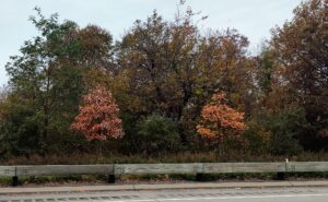 Brooklyn Foliage on the Belt Parkway