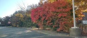 Long Island Fall Colors