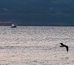 Whale Spouting Water off Rockaway Beach