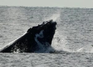 Humpback Whale Wednesday Morning off Rockaway Beach