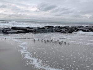 Yesterday’s Sunrise with the Shore Birds