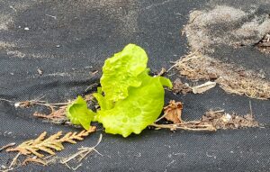 First Head of Lettuce of the Season